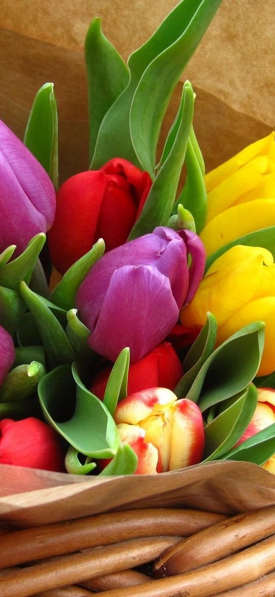 tulips, flowers, bright, bunch, paper