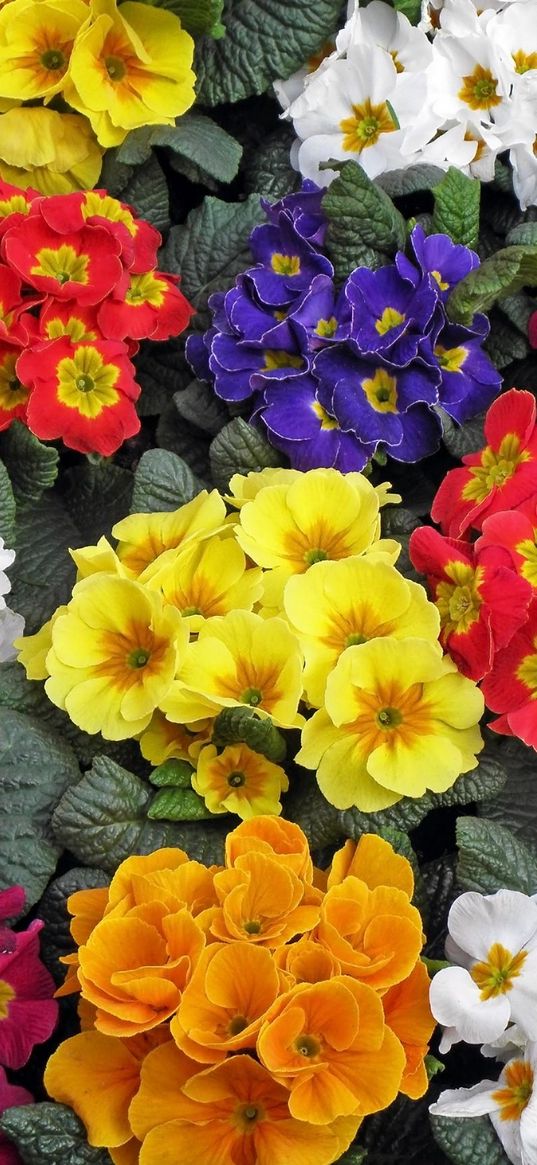 primrose, flowers, colorful, bright