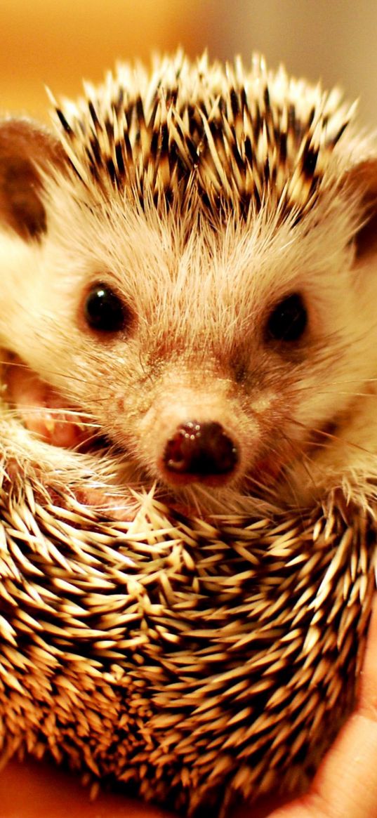 hedgehog, hand, spikes, muzzle