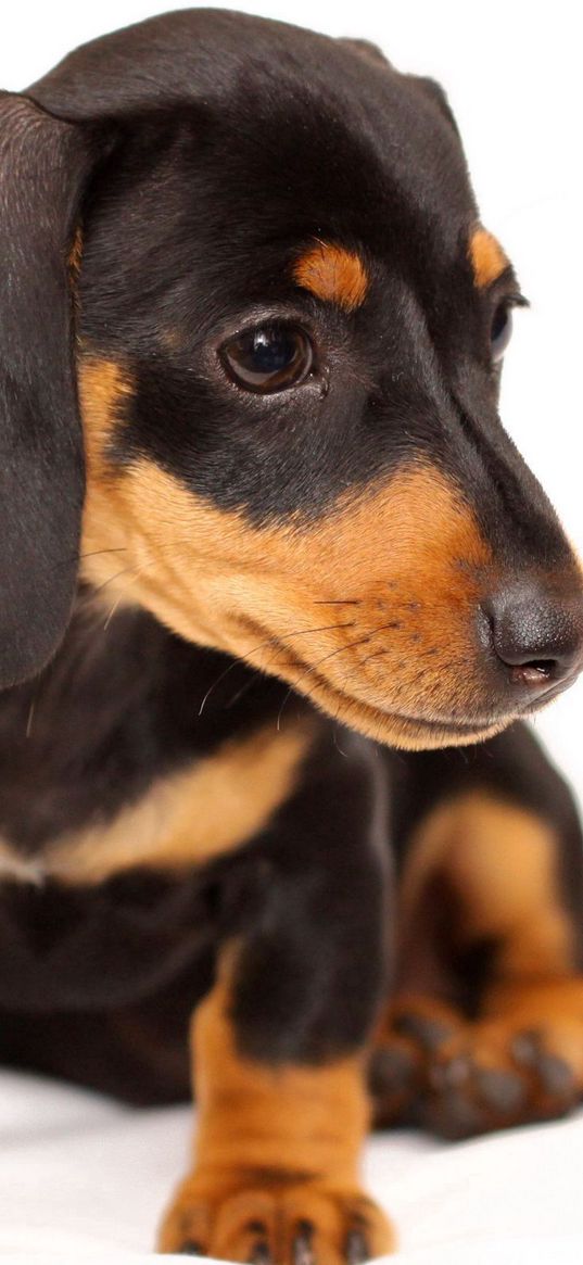 dog, puppy, snout, ears, sitting, small