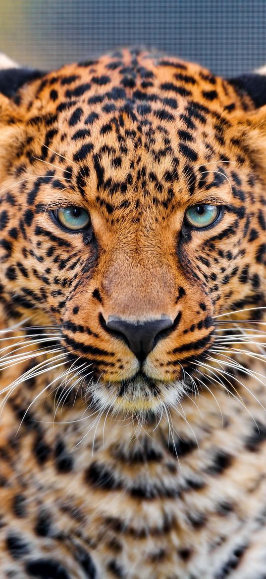 leopard, predator, face, spotted, big cat