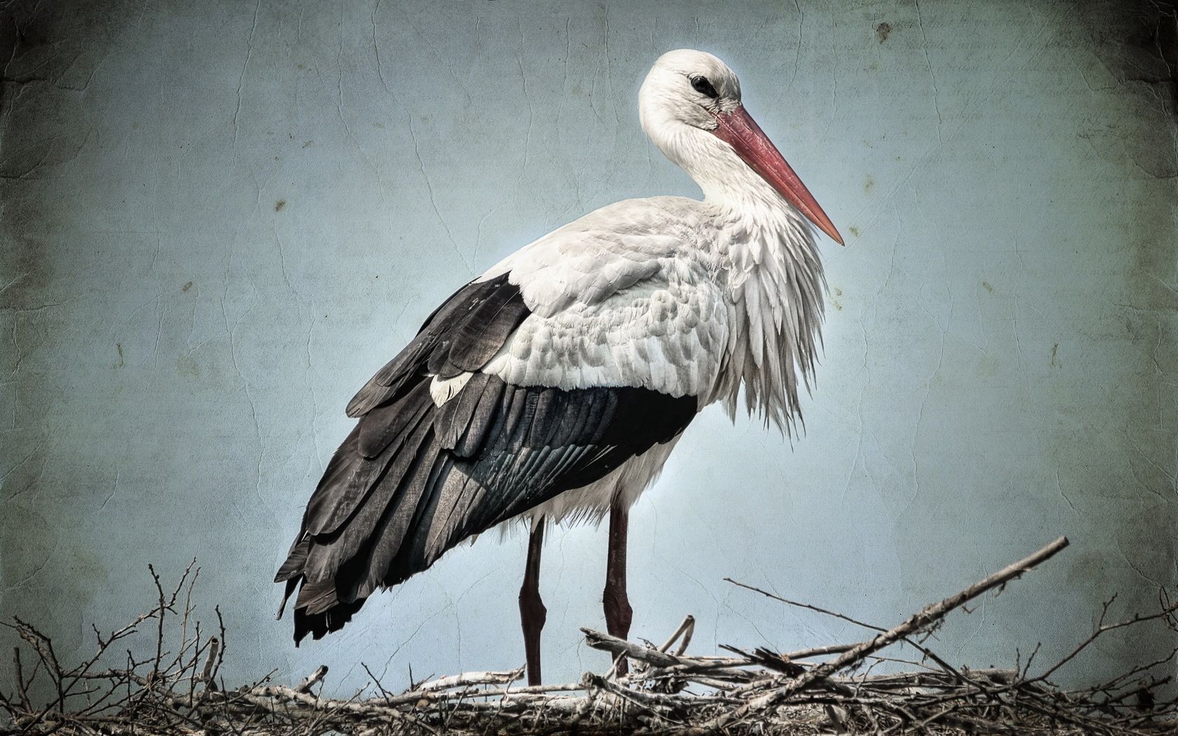 stork, grass, bird