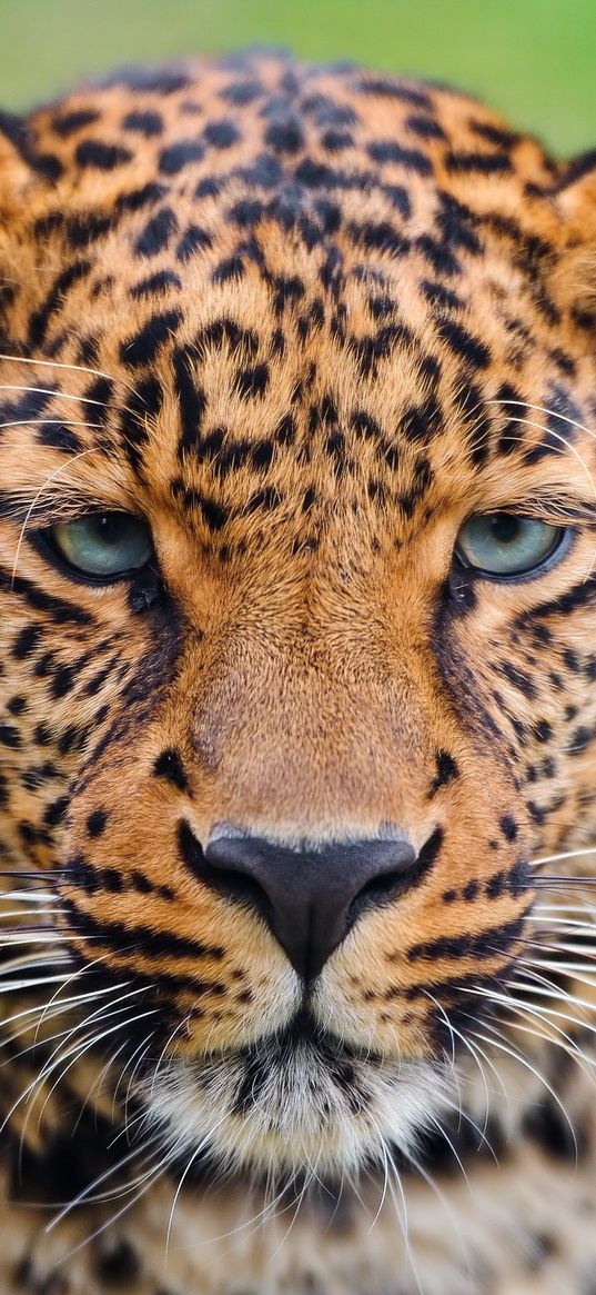 leopard, face, big cat, carnivore, color, sad, sight