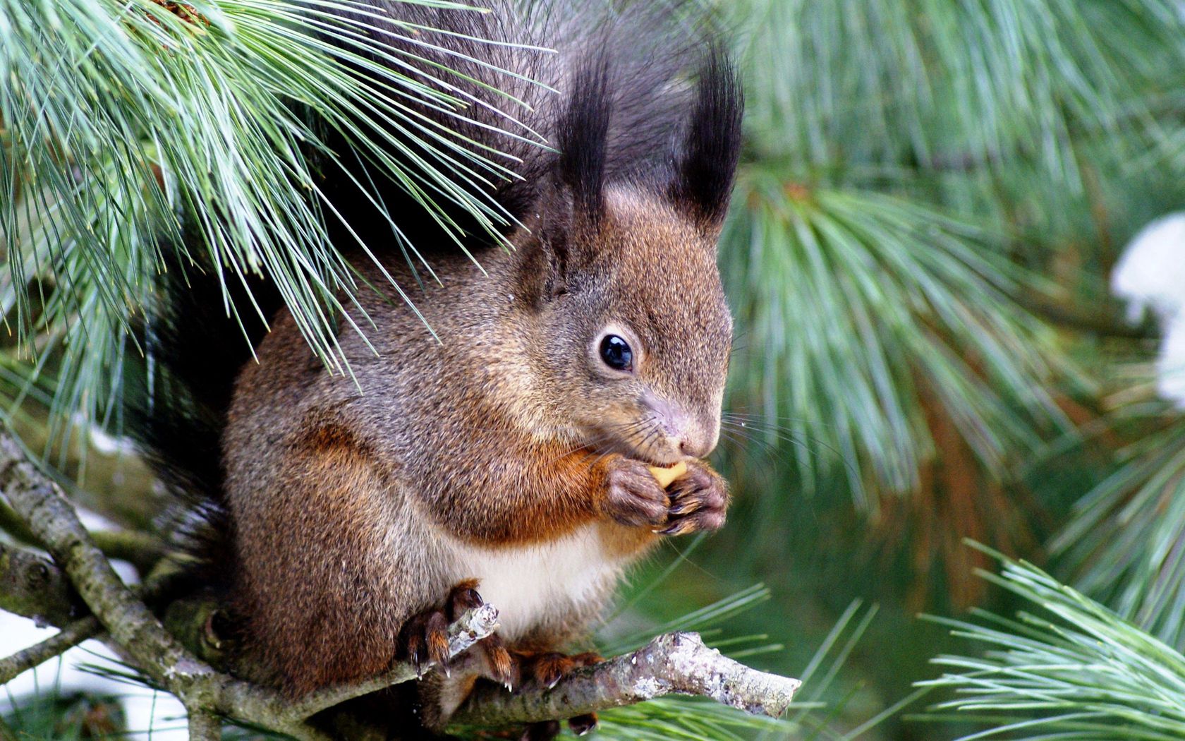 squirrel, spruce, tree, sitting, eating, enthusiasm