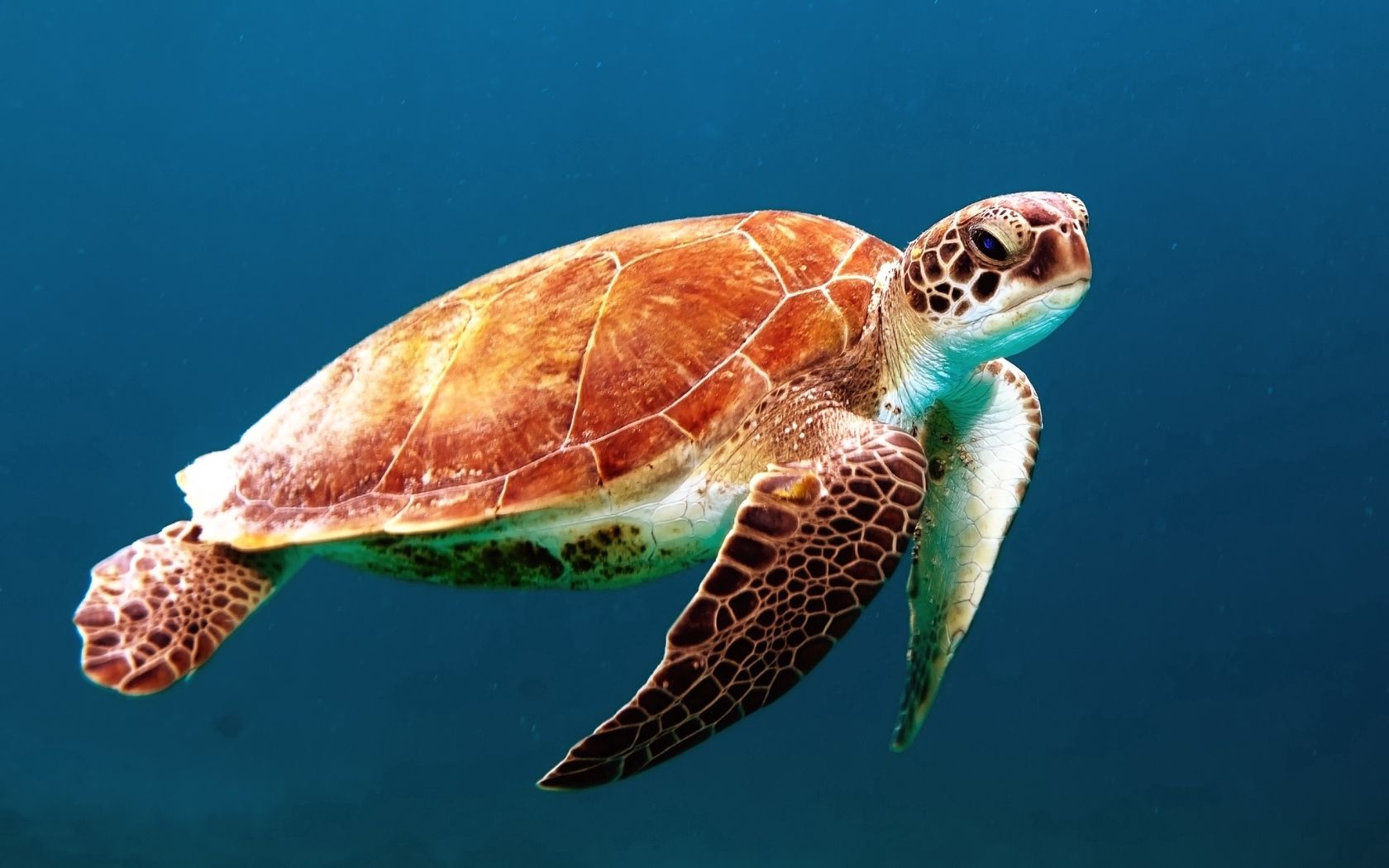 turtle, underwater, swimming, shell