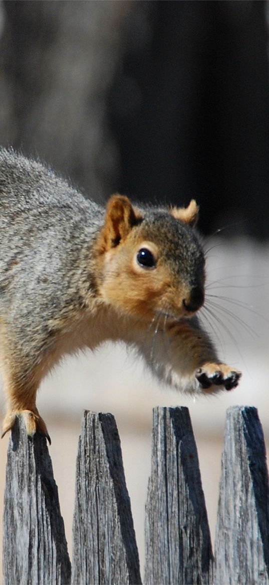 squirrel, fence, walk, tail, gait