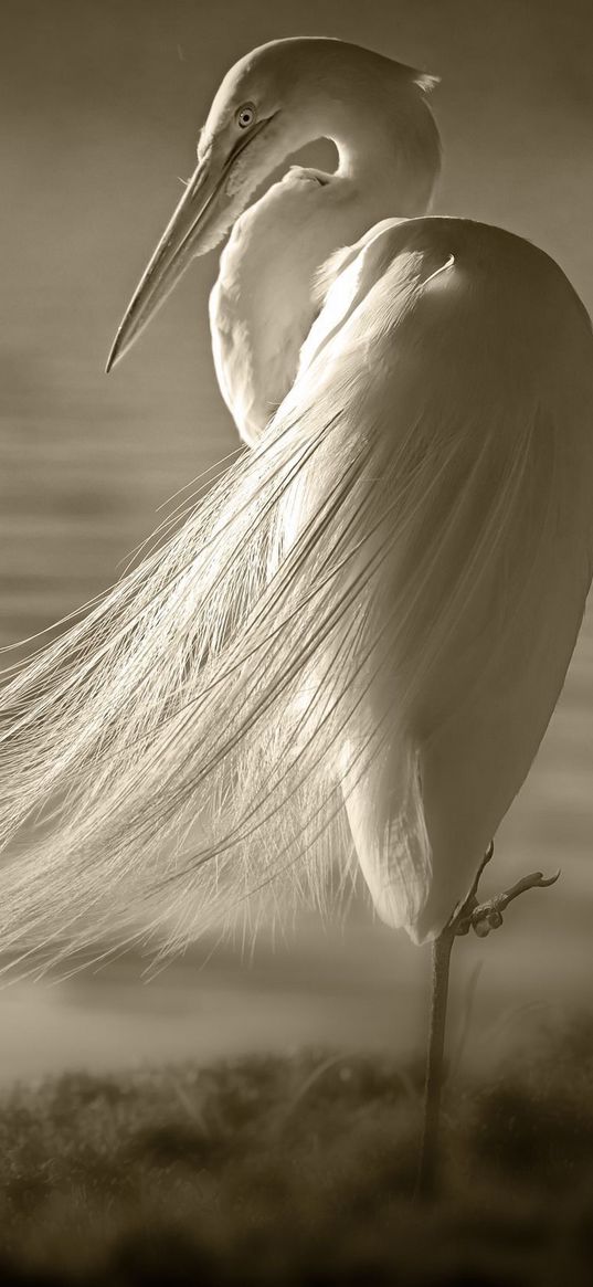 heron, feathers, shore, sit, wind