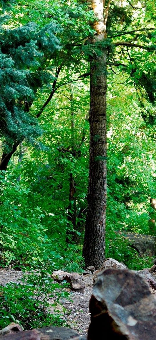 wood, foliage, trunks, stones