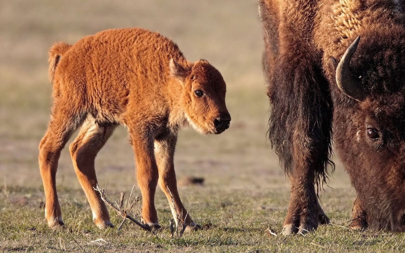 buffalo, calf, grass, walk, food, animals