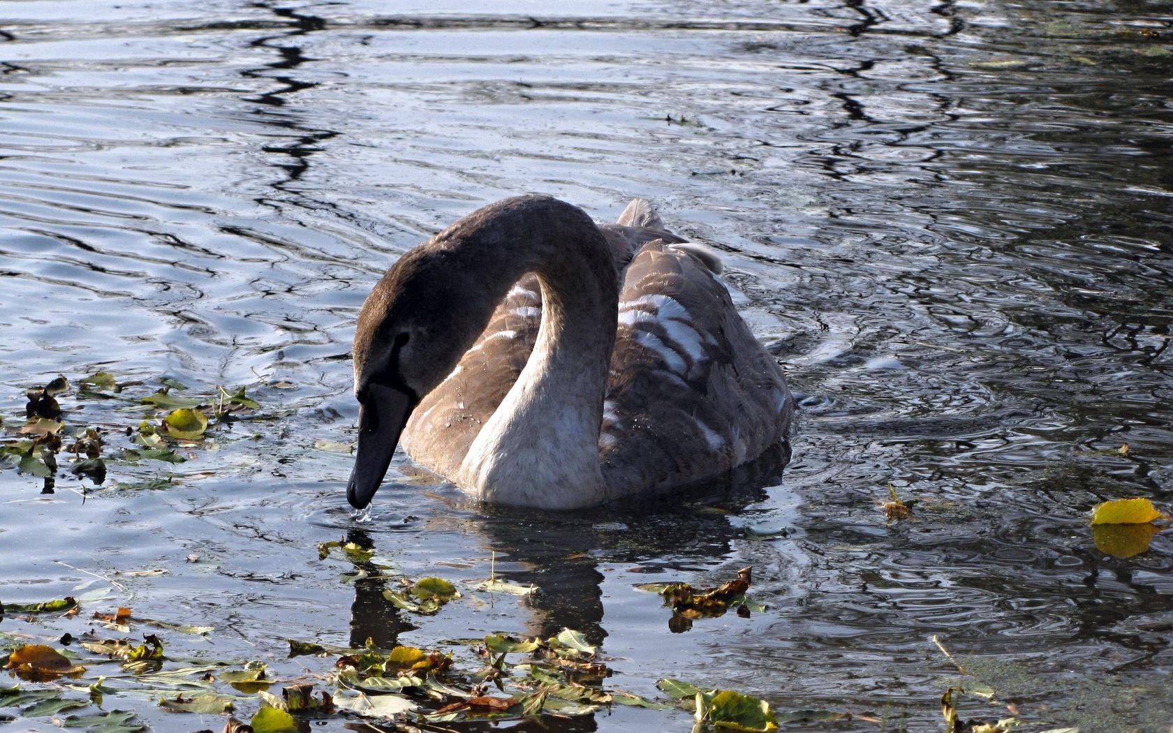 swan, lake, pond, grass, dirt, bird