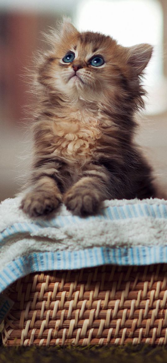 kitty, fluffy, basket, material, curiosity, watch