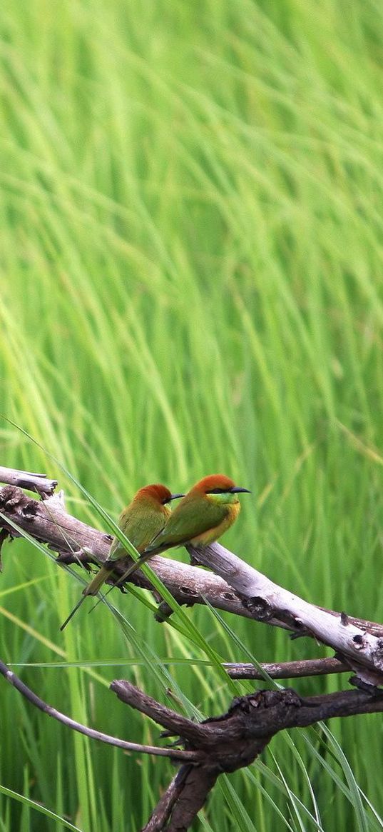 birds, color, branch, tree, grass, flock, sit