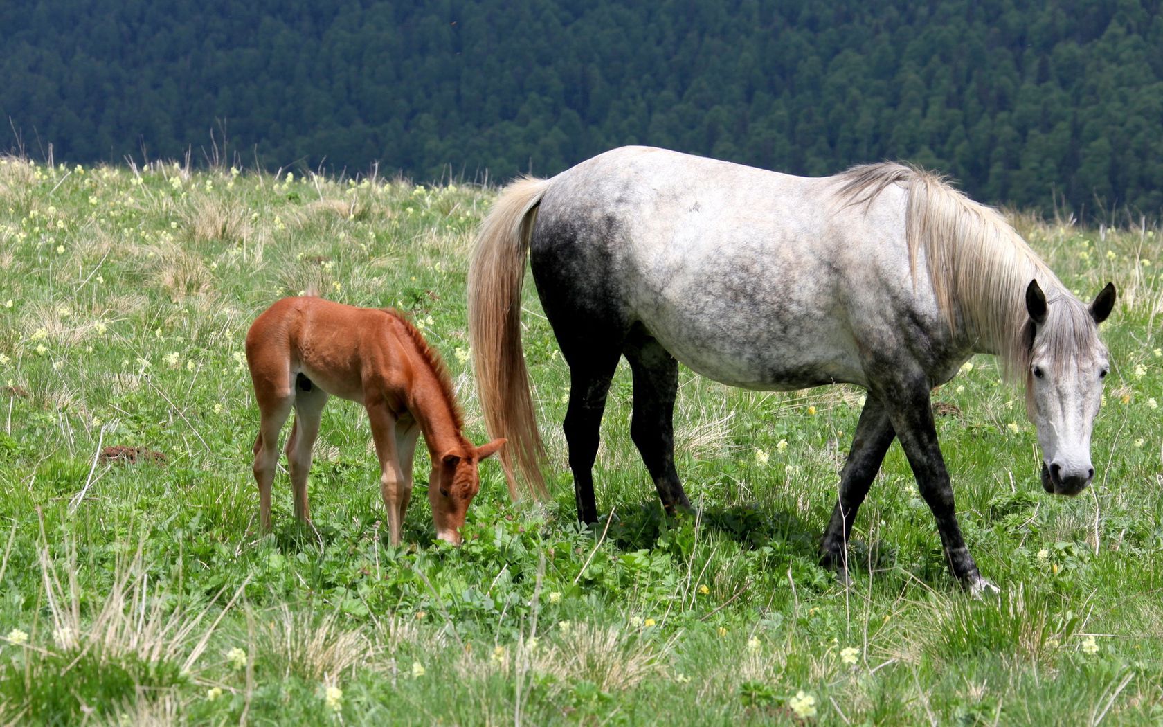 horse, stallion, baby, grass, field, walking, eating