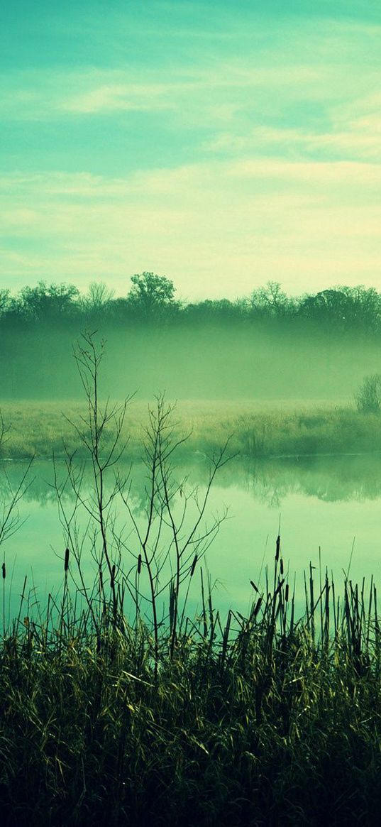 fog, canes, pond, twilight, gloomy