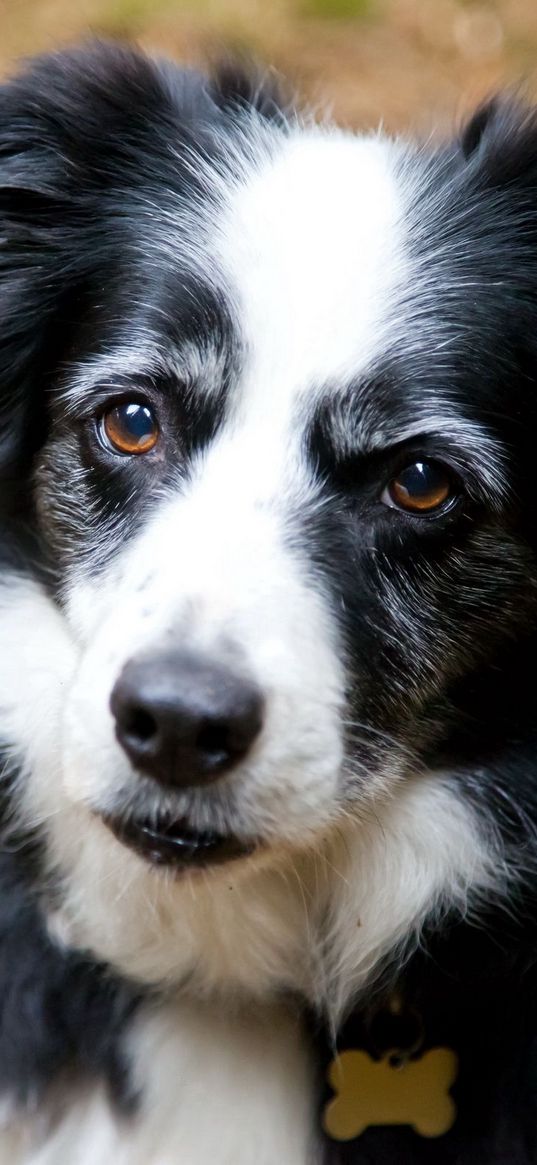 dog, face, furry, spotted, look, sadness, anticipation