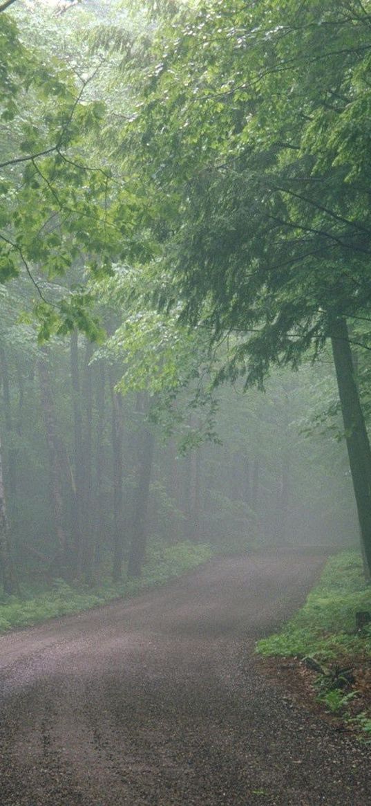 fog, road, wood, uncertainty, haze