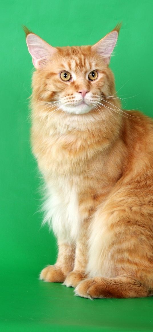 cat, furry, purebred, photo shoot, beautiful