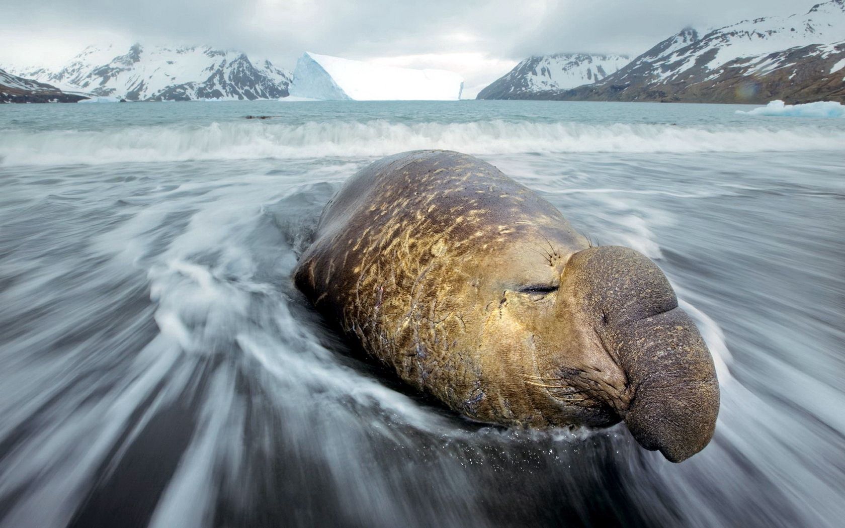 sea elephant, coast, fortuna bay, water, snow, hills, cold, ice