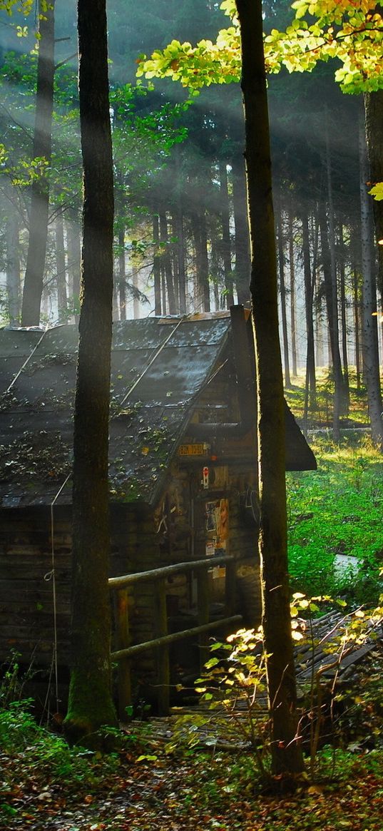 wood, lodge, autumn, leaves, gleam, morning