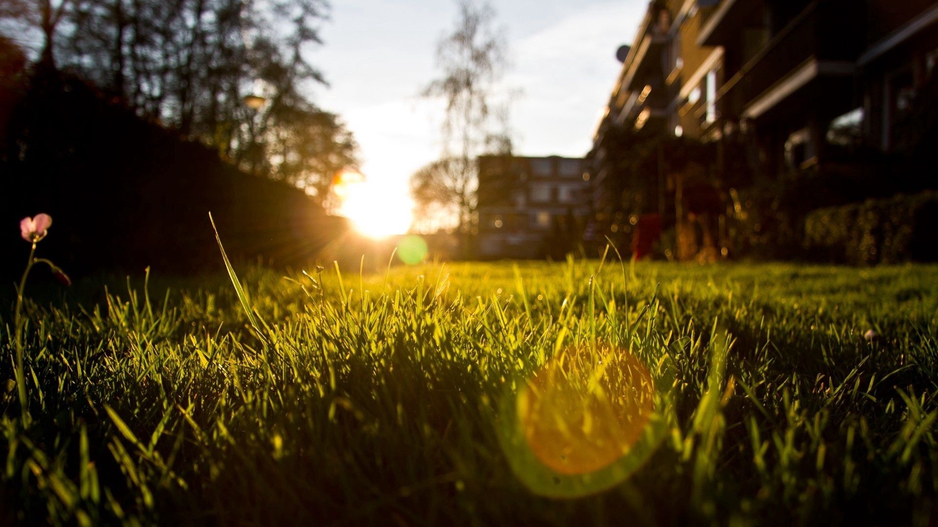 patches of light, grass, sun, from below