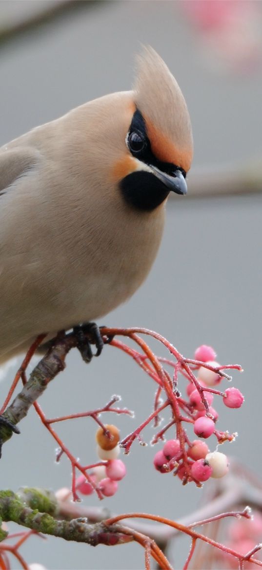 waxwing, bird, branch, crest, coat