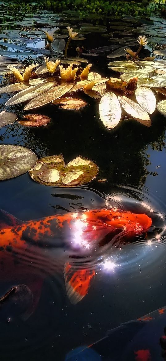 fish, lake, pond, sunlight, leaf, lily, reflection