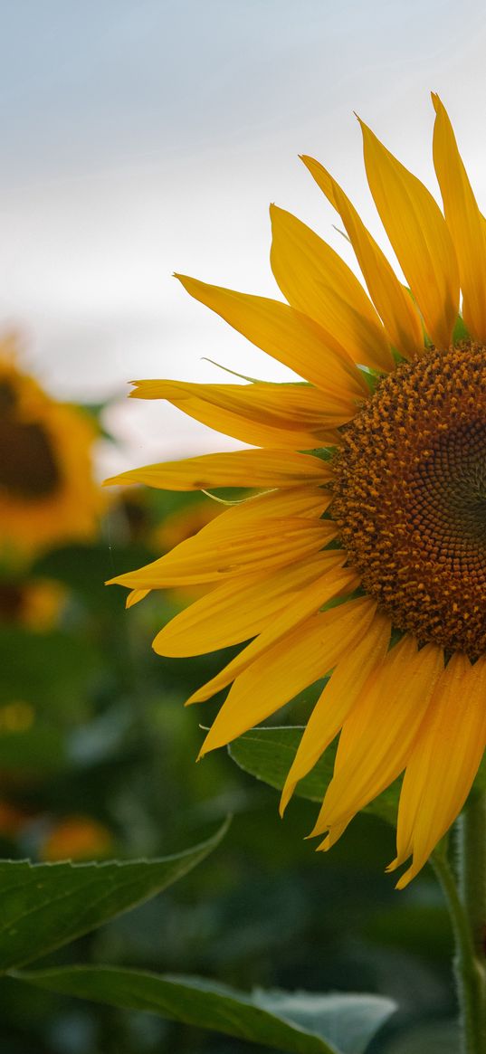 nature, sunflower, summer, flowers, yellow