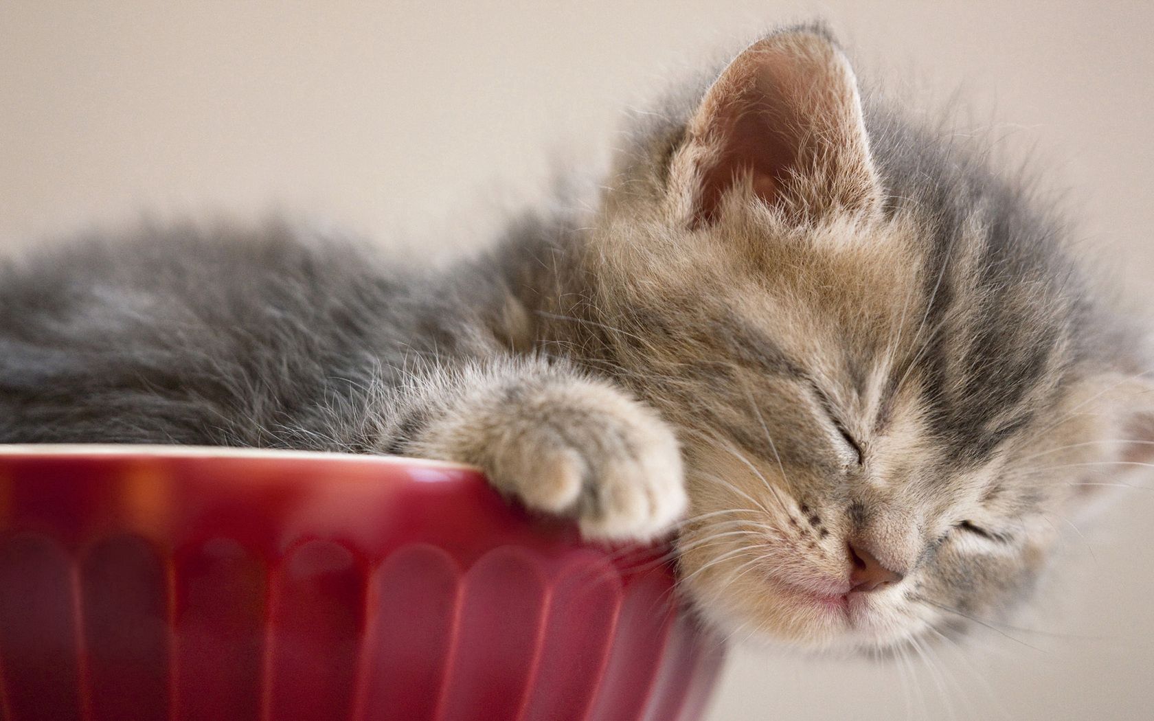 kitten, sleeping, snout, vase, down, cute