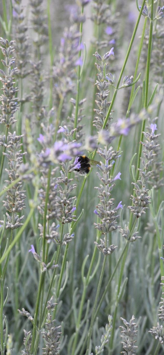 nature, lavender, bee, flowers, purple