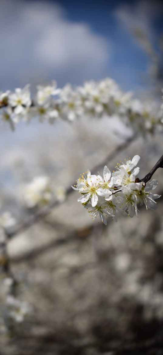 nature, spring, flowers, blooming, branches