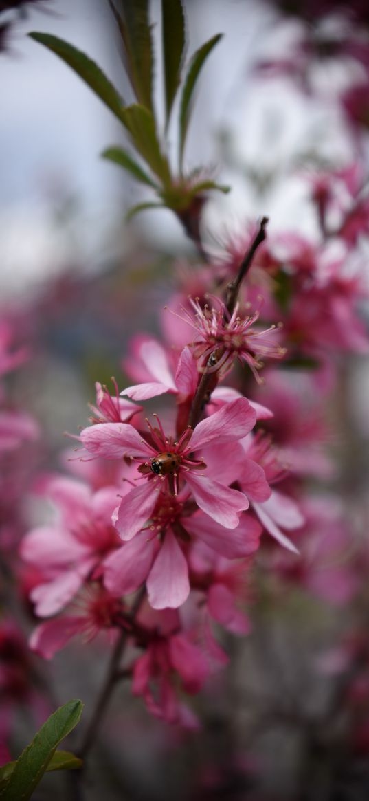 nature, spring, flowers, blooming, ladybug, steppe almonds