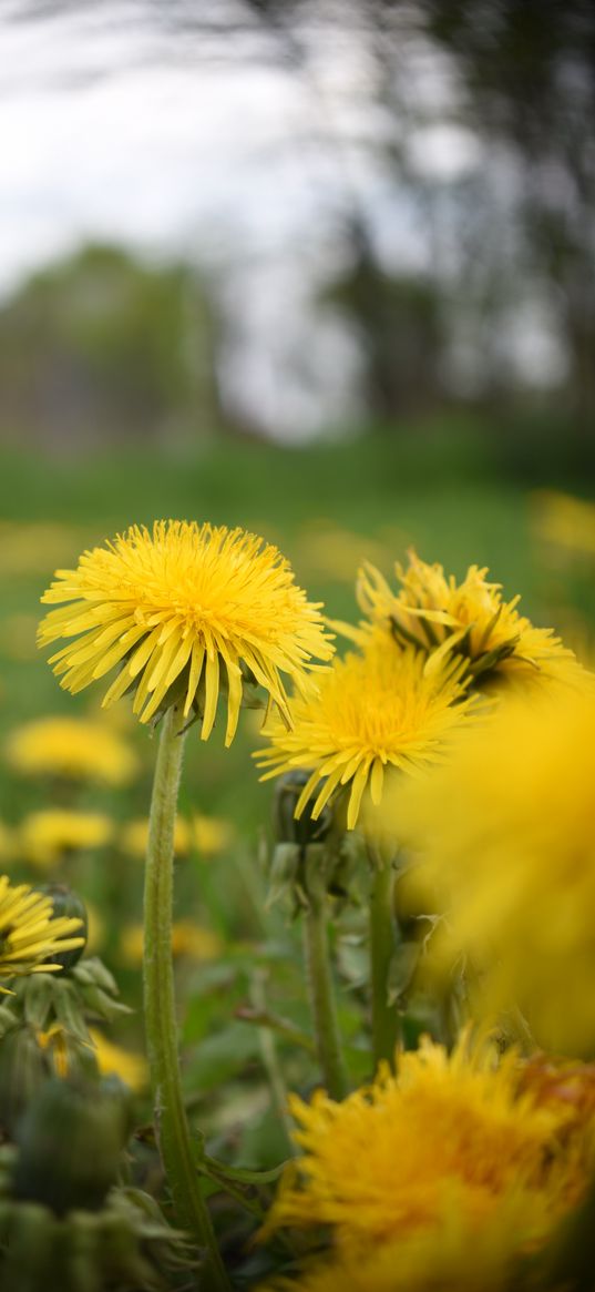 nature, flowers, blooming, spring, dandelion