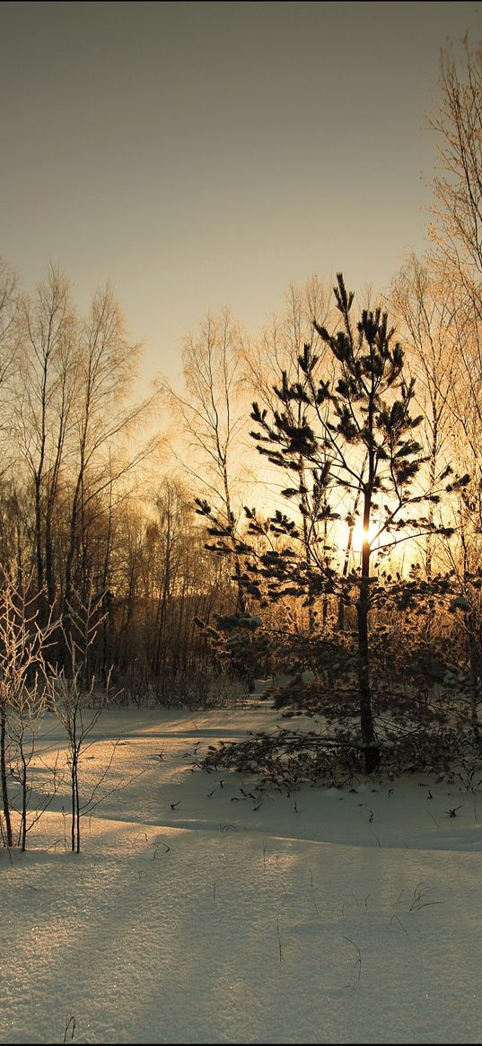 wood, cover, winter, sun