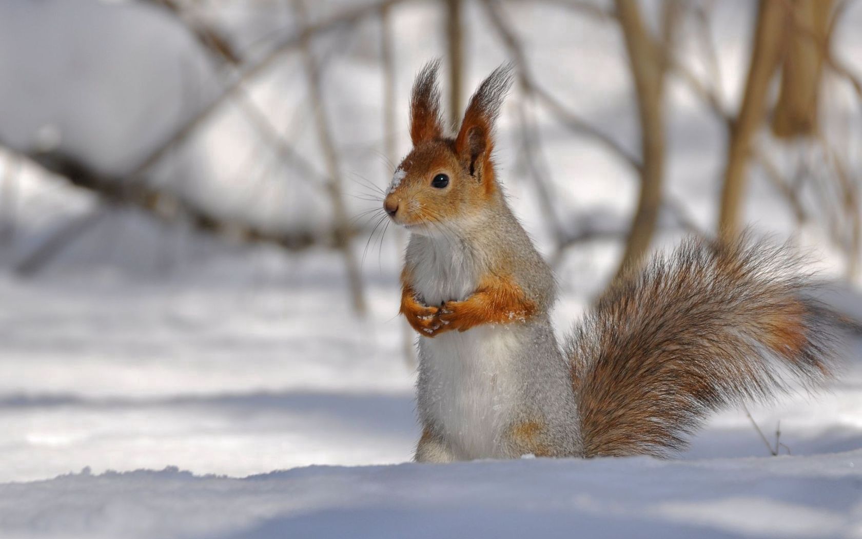 squirrel, park, snow, winter, climbing, tree, wood