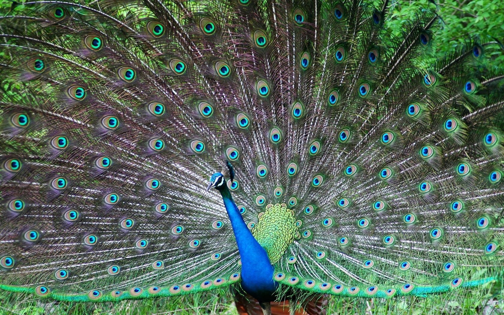 peacock, bird, tail, male, patterns, posture