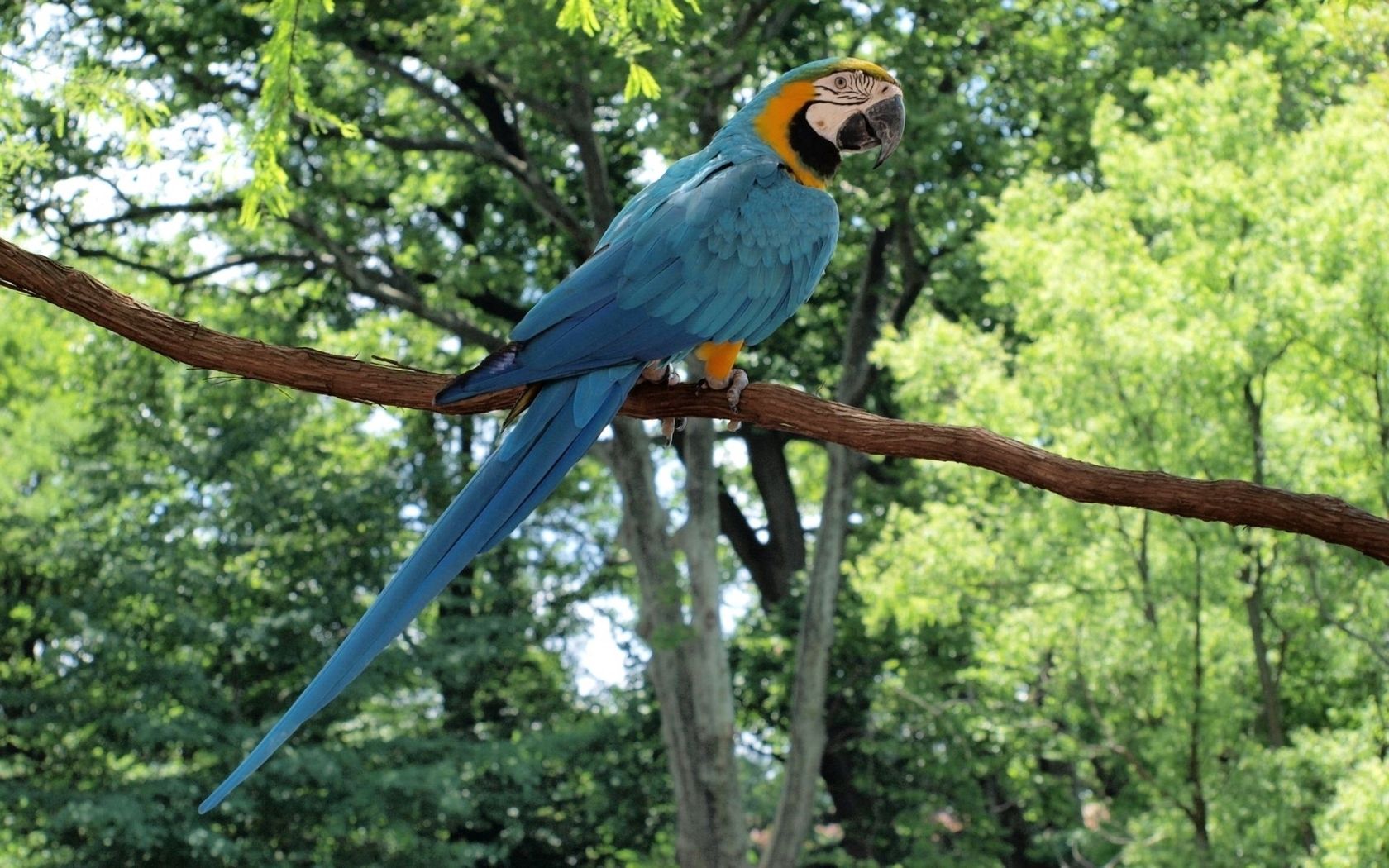 parrot, macaw, bird, branch, tail, sitting, color, forest