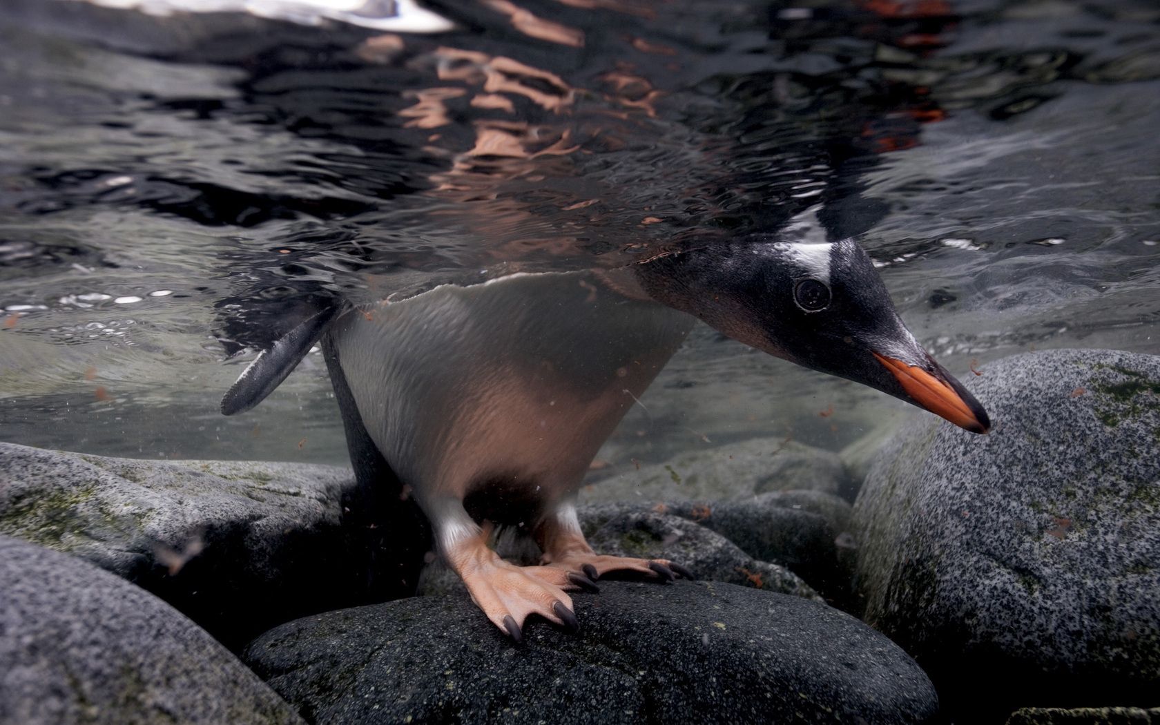 penguin, under water, rocks, walking, hunting, swimming