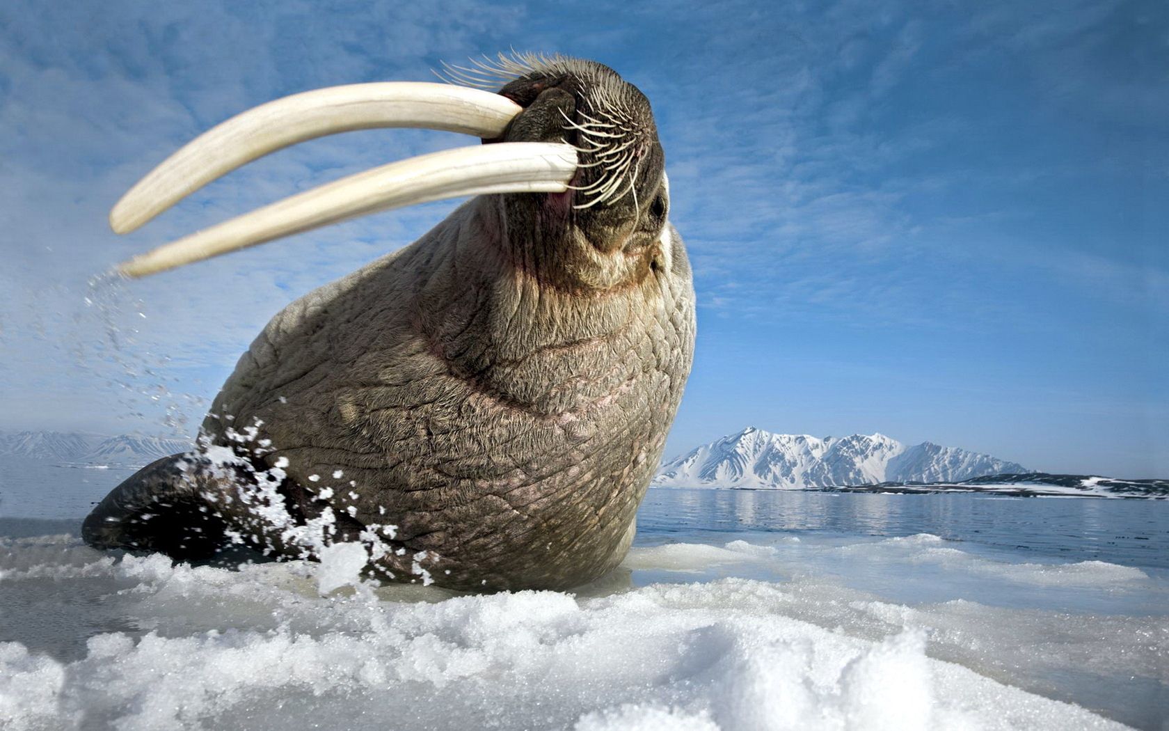 walrus, tusks, teeth, sea, gesture, jump, shoot