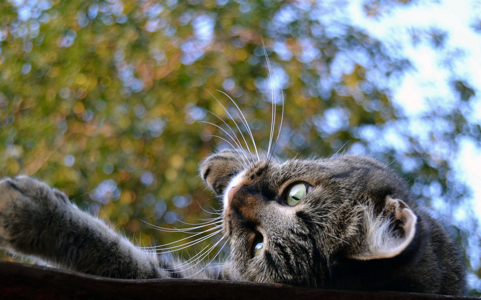 cat, muzzle, down, roof, trees, background, playful