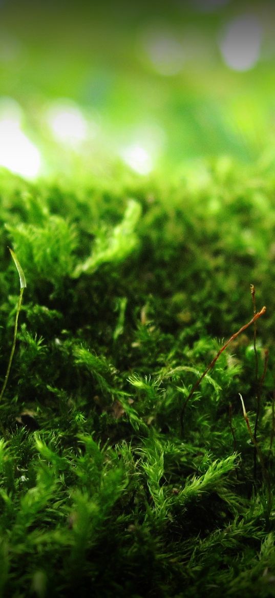 moss, green, macro, signature, anatoliy nigelya