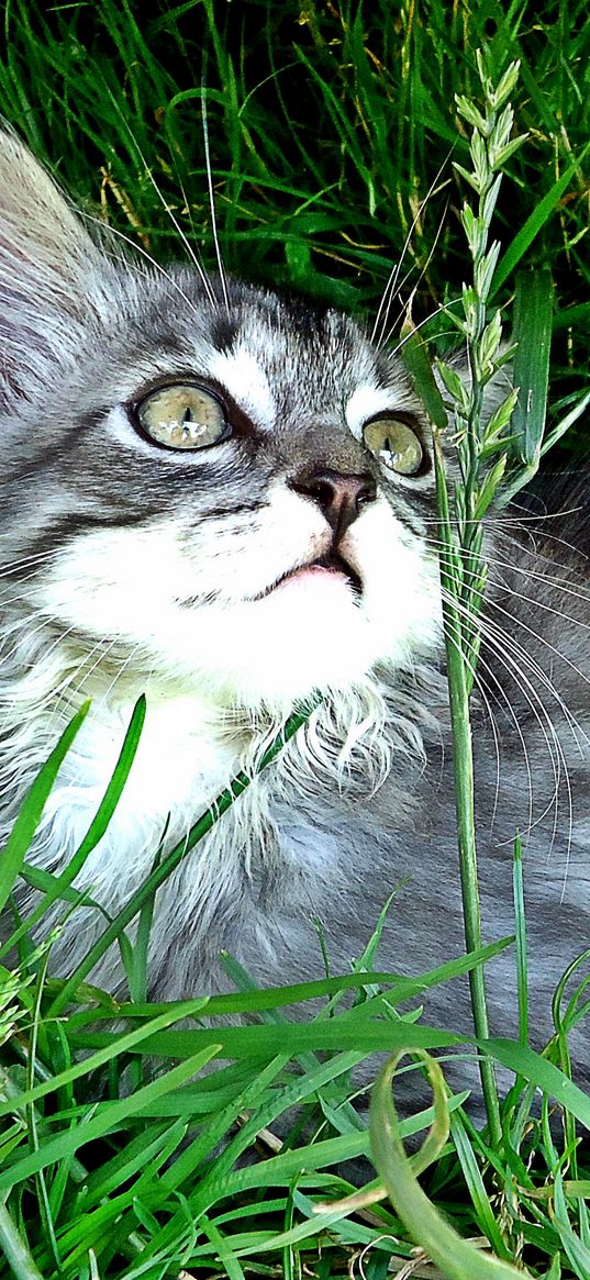 kitten, playful, attentive, grass