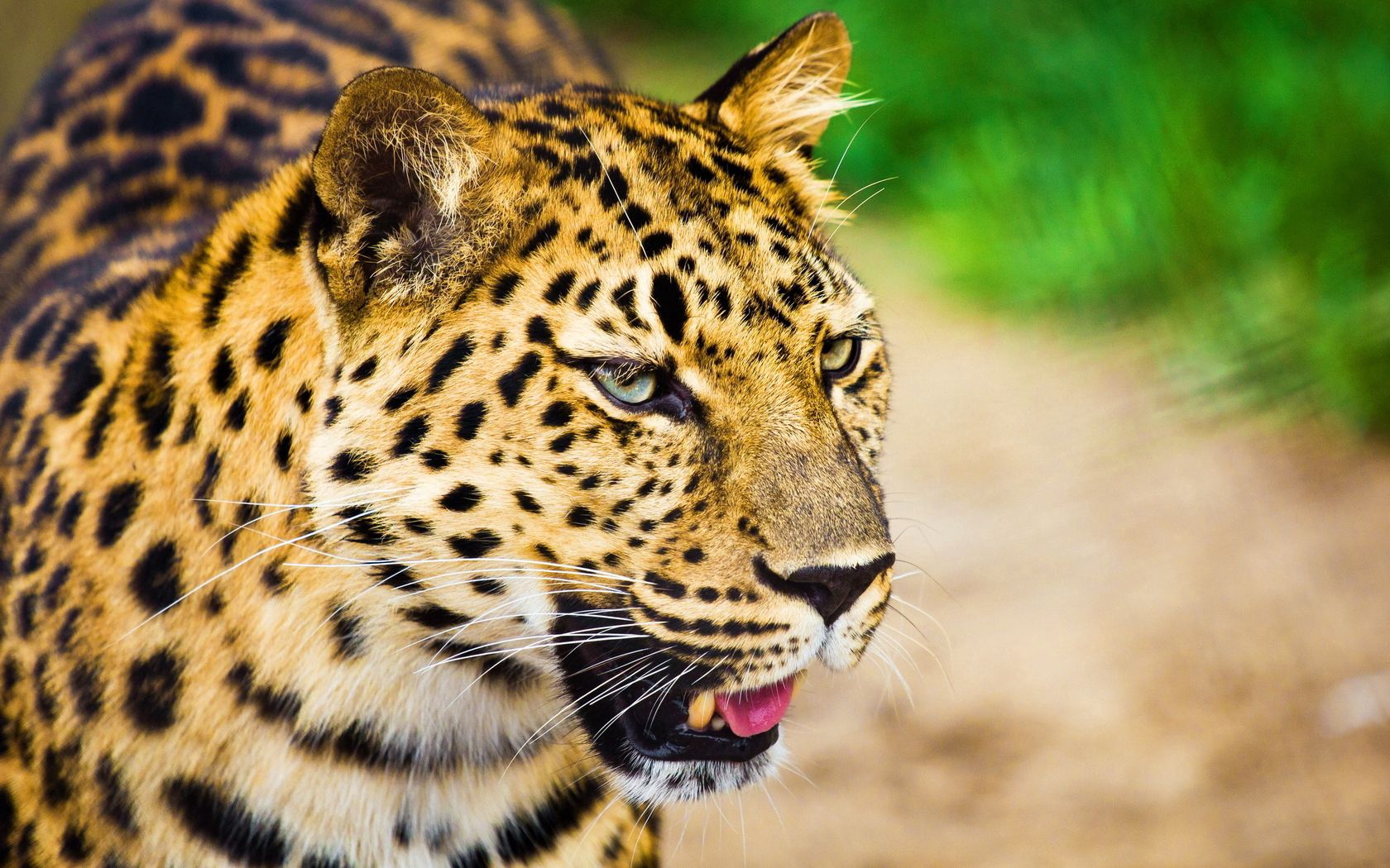 leopard, muzzle, cry, big cat, predator, spotted, white, oiled