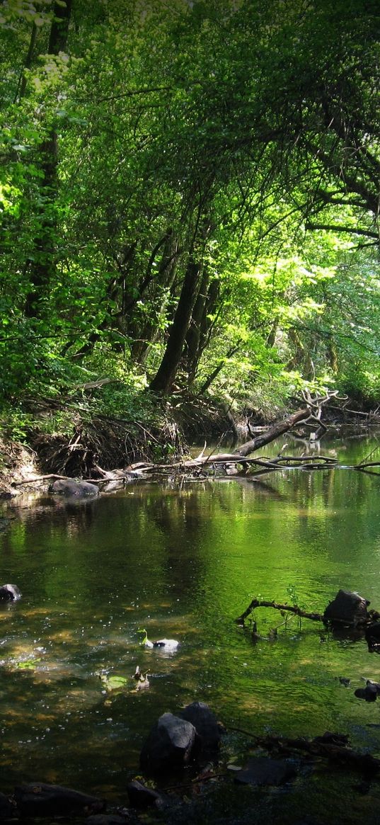 wood, river, stones, anatoliy negelya, thickets