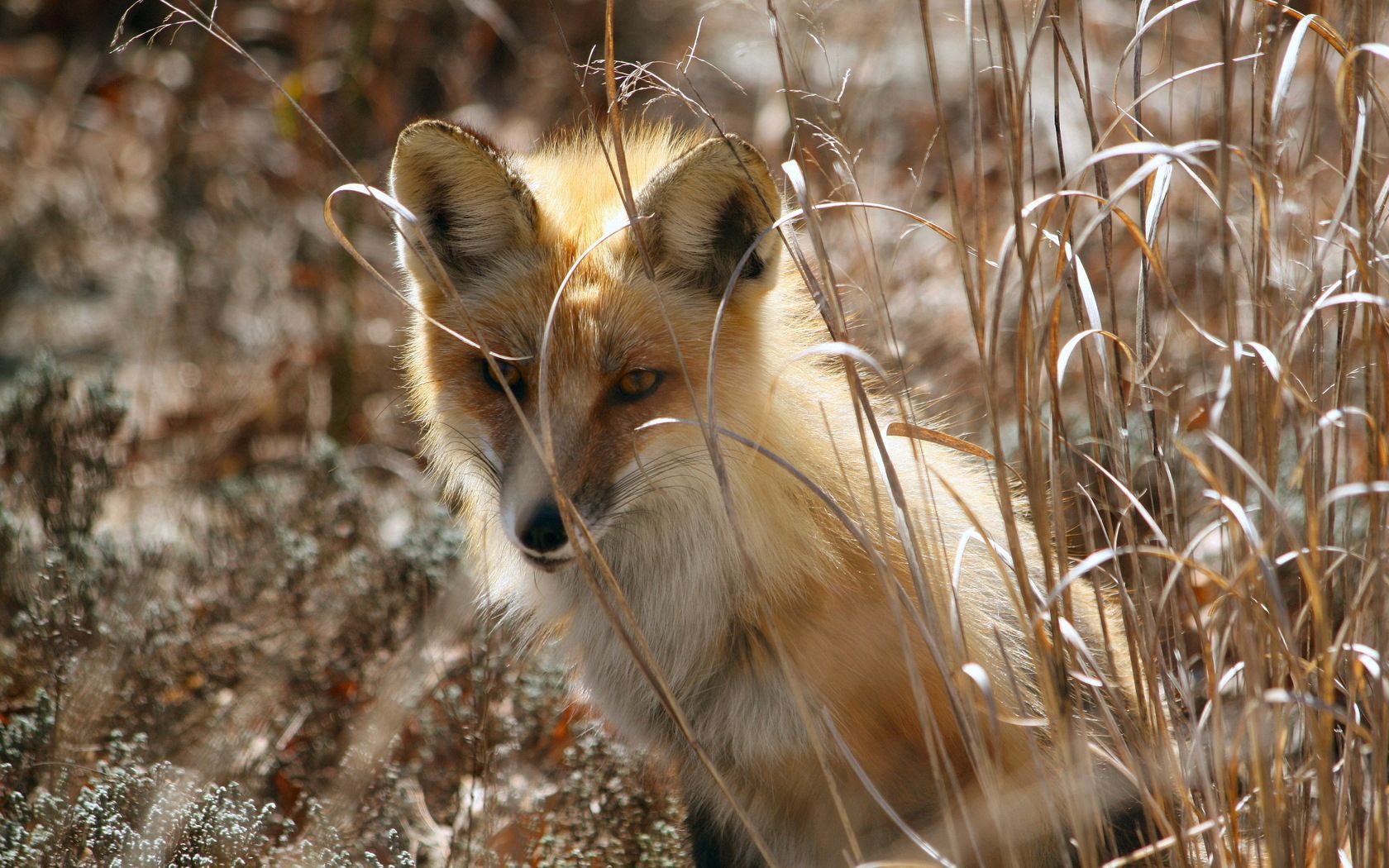 fox, grass, sit, hide