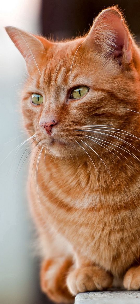 cat, fat, sit, watch