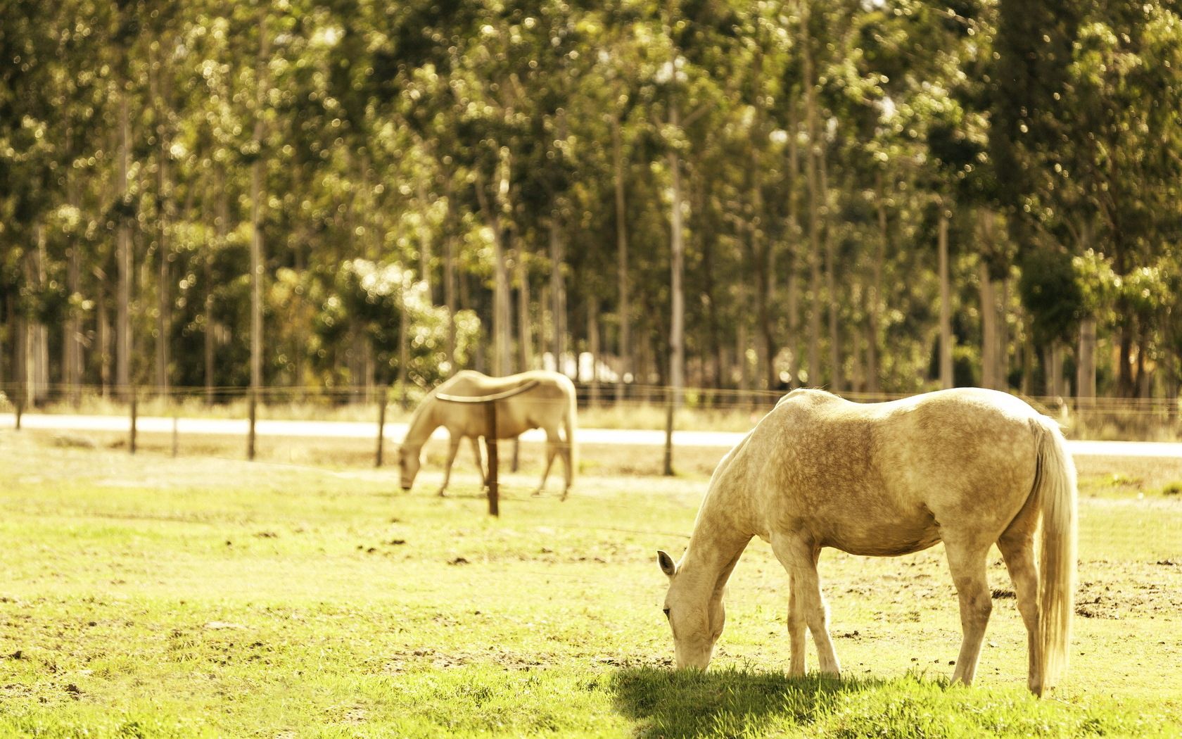 horse, corral, walk, food, grass, light, summer