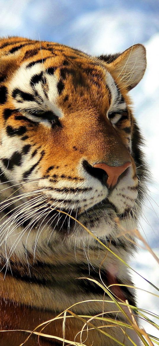 tiger, grass, sky, clouds, down, predators, big cat