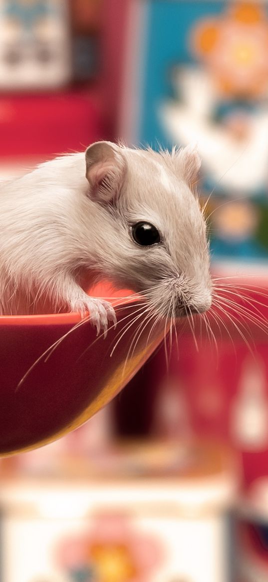 mouse, ladle, sitting, spoon, curiosity