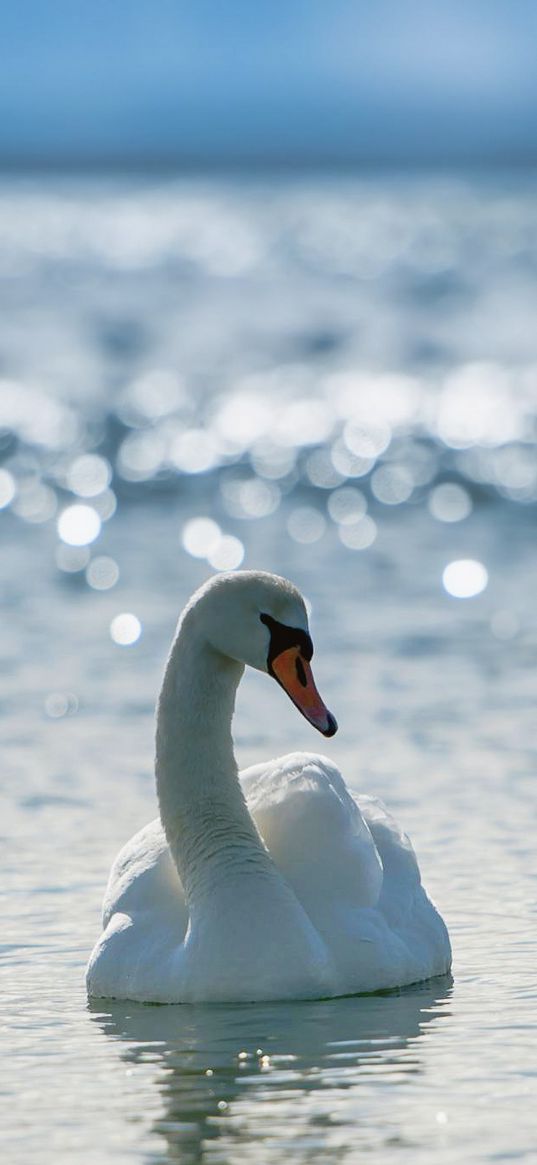 swans, couple, swim, birds, grace, devotion, sea, river, lake, light, shine