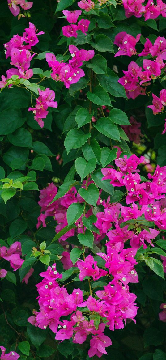 flowers, bush, pink, garden, plant, nature